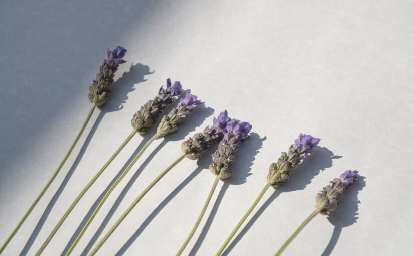 flat lay of a lavender flowers on white surface
